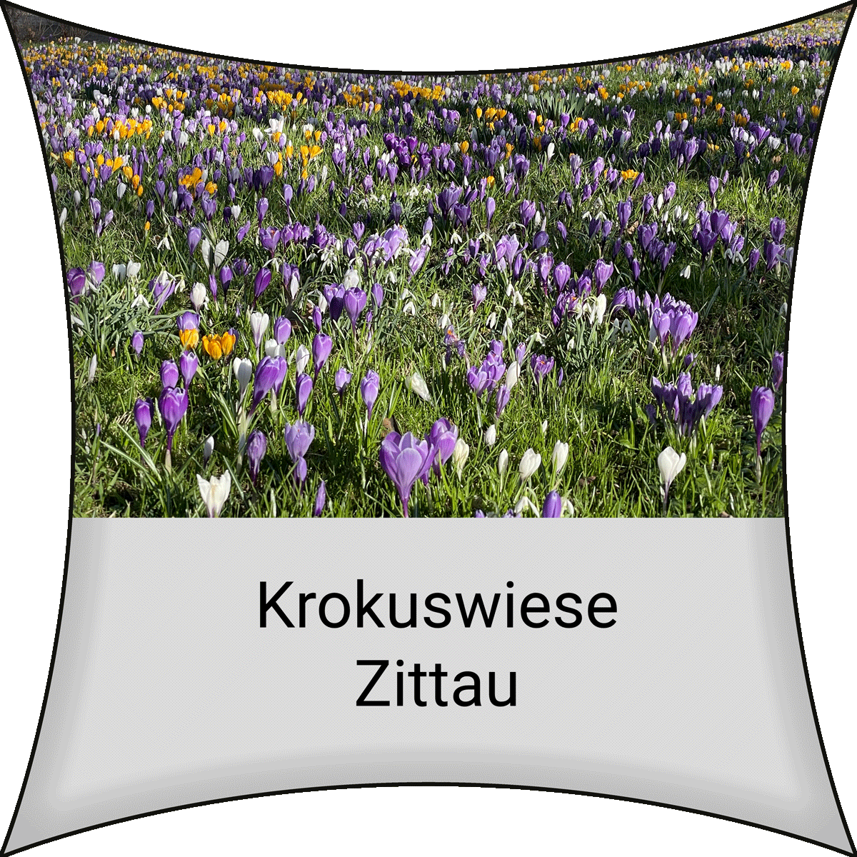 Krokuswiese Zittau