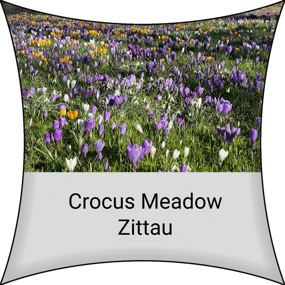 Crocus Meadow Zittau